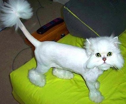 Fluff Puff the cat